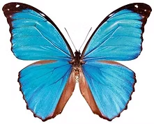 Ein blauer Morpho Schmetterling.