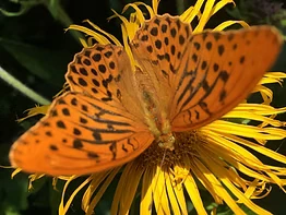 Ein orangefarbener Schmetterling auf einer Blüte sitzend.